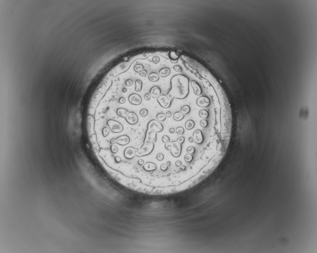 X0000113850584200910151214