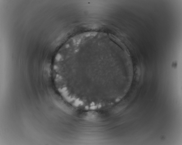 X0000113850612200910151213