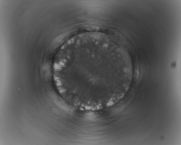 X0000113850616200910151213