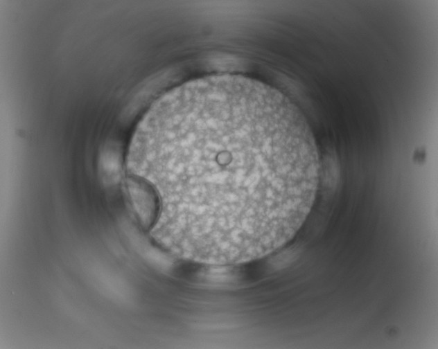 X0000113850622200910151213