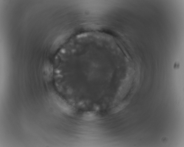 X0000113850624200910151213