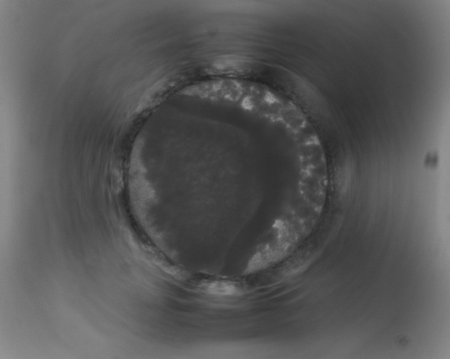 X0000113850751200910151211