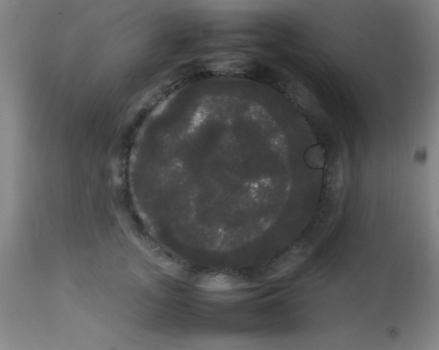 X0000113850755200910151211