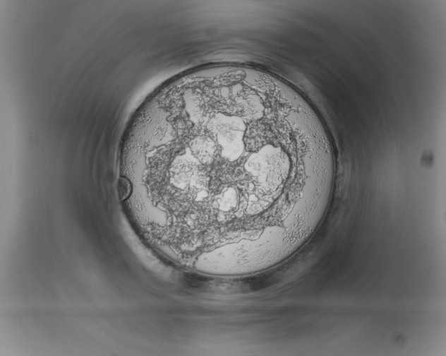 X0000113850795200910151210