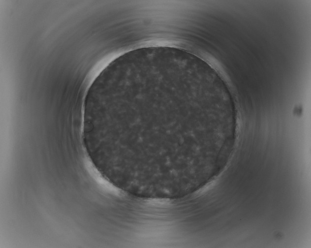 X0000113850844200910151210