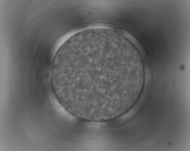 X0000113850860200910151210