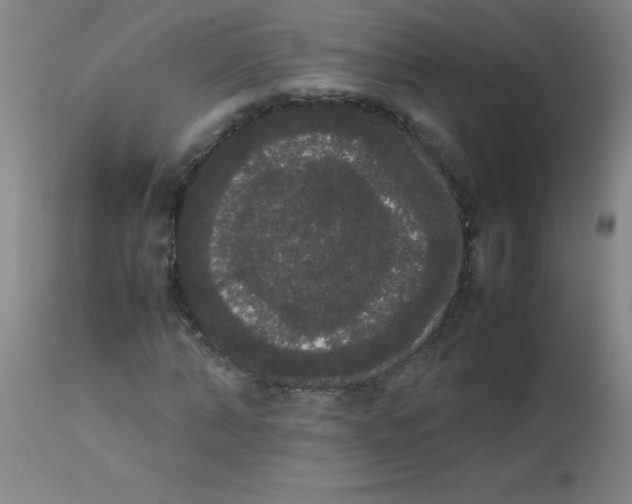 X0000113850870200910151209