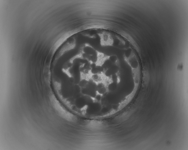 X0000113850890200910151209