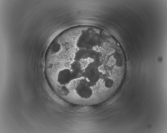 X0000113850891200910151209