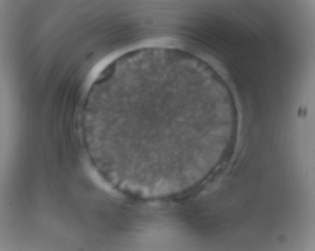 X0000113850960200910151209