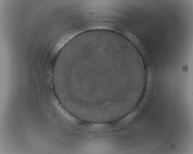 X0000113850985200910151208