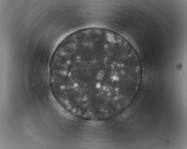 X0000113850996200910151207