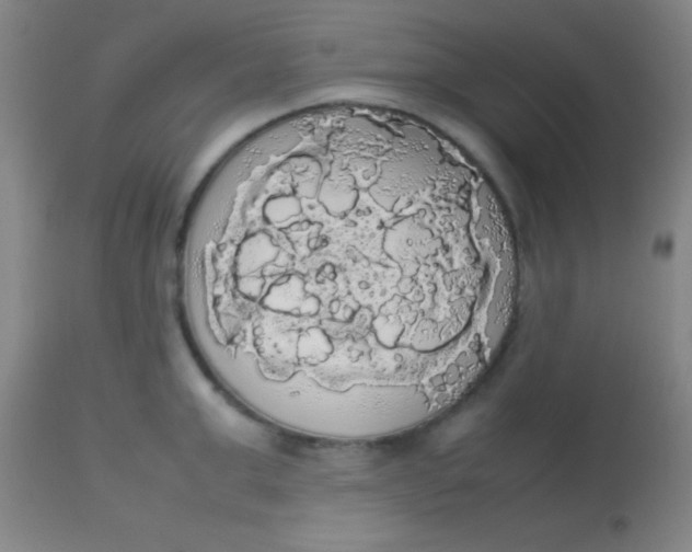 X0000113850999200910151207