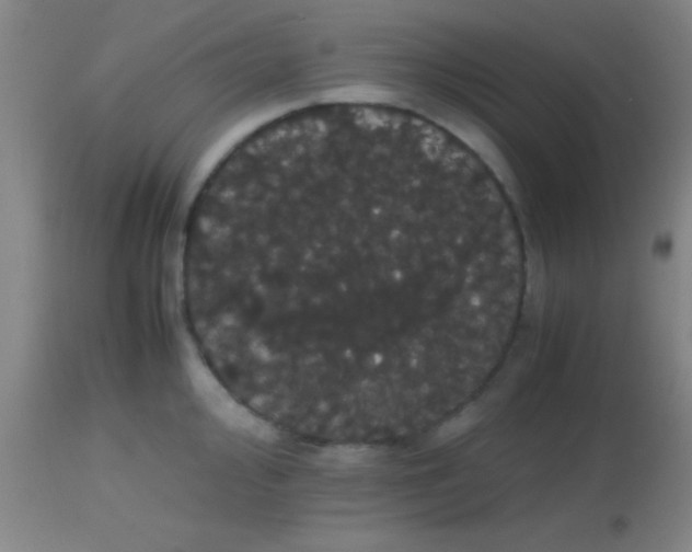 X0000113851000200910151207