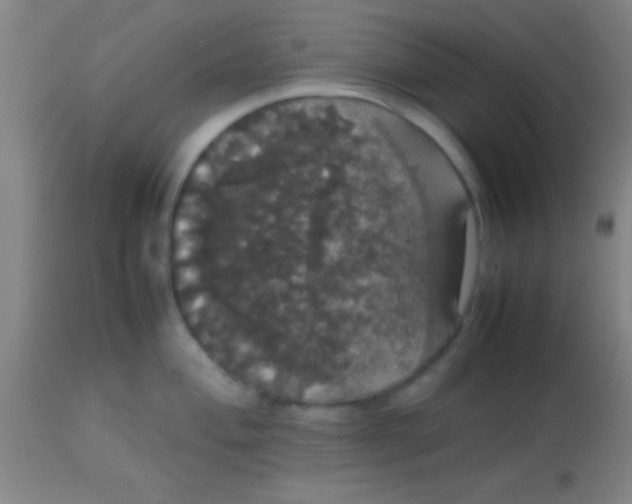 X0000113851004200910151207