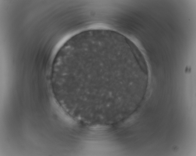 X0000113851008200910151207