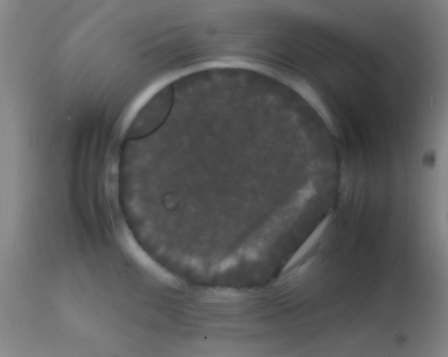 X0000113851100200910151206