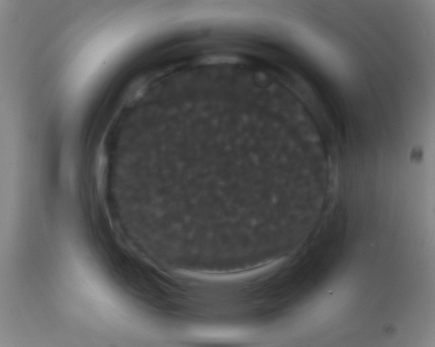 X0000113851151200910151206