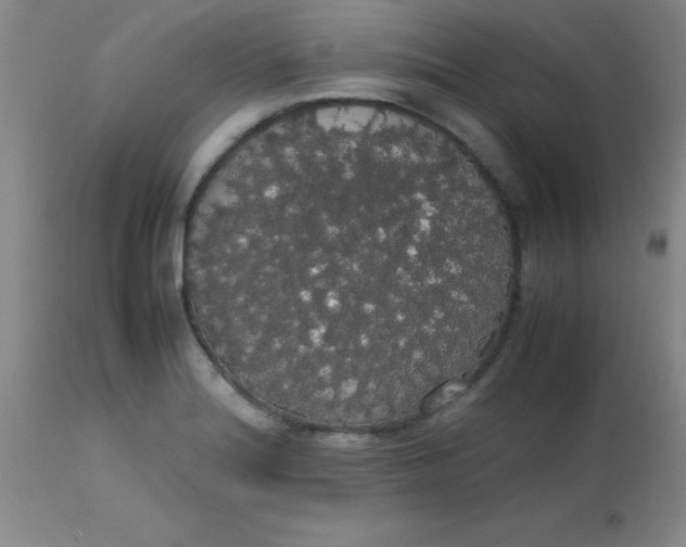 X0000113851180200910151204