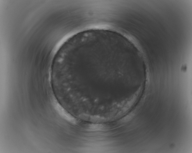 X0000113851232200910151204