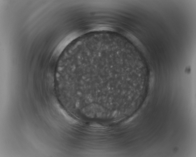 X0000113851321200910151202