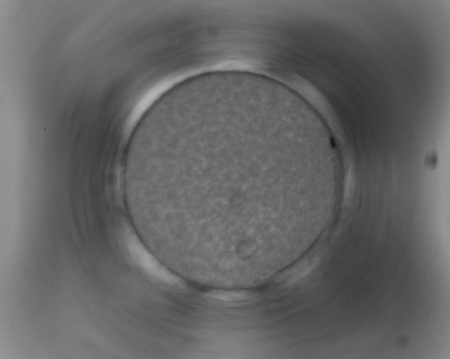 X0000113851340200910151202