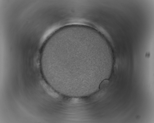 X0000113851360200910151202