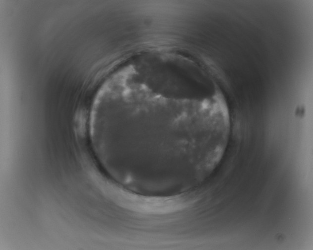 X0000113850026200910221429