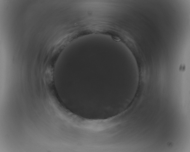 X0000113850029200910221429