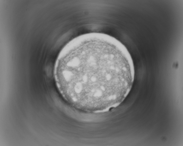 X0000113850044200910221428