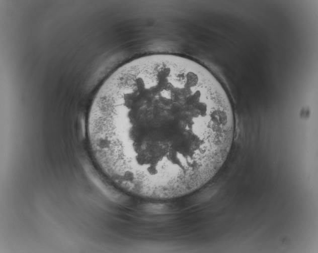 X0000113850061200910221428