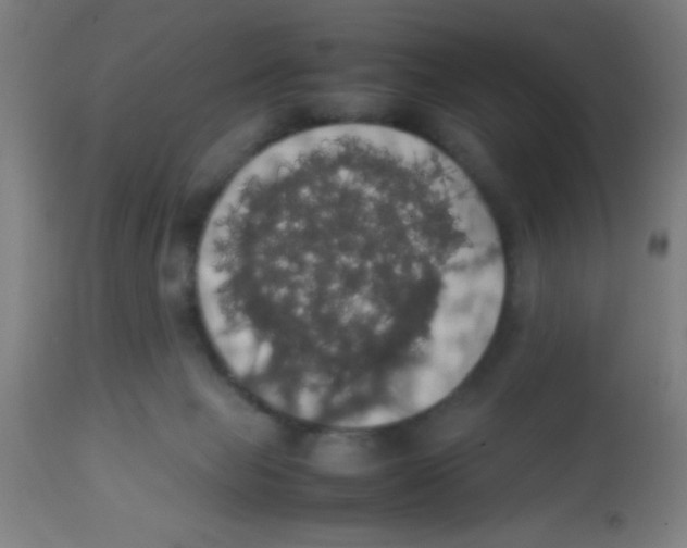 X0000113850077200910221428