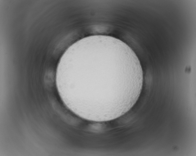 X0000113850079200910221428