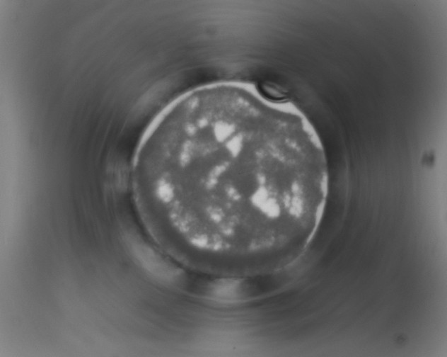 X0000113850090200910221428