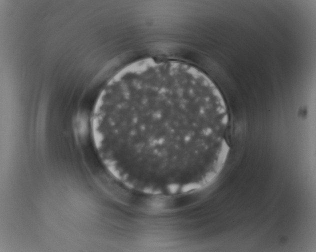 X0000113850094200910221428