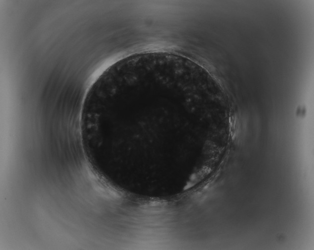 X0000113850196200910221426