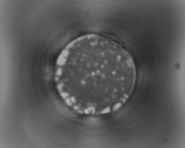 X0000113850236200910221426