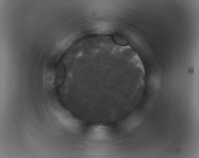 X0000113850268200910221425