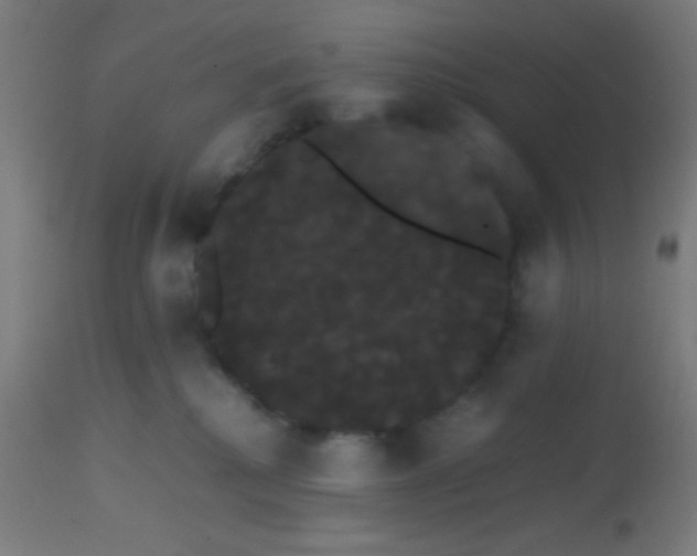 X0000113850280200910221426