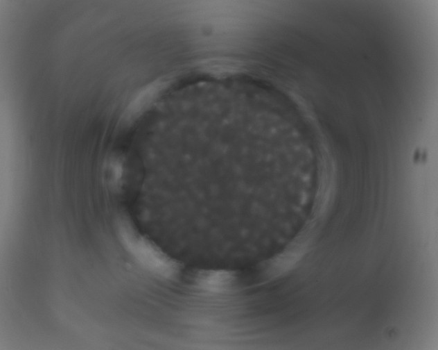 X0000113850288200910221426