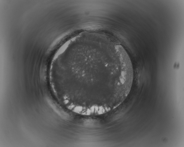 X0000113850400200910221423