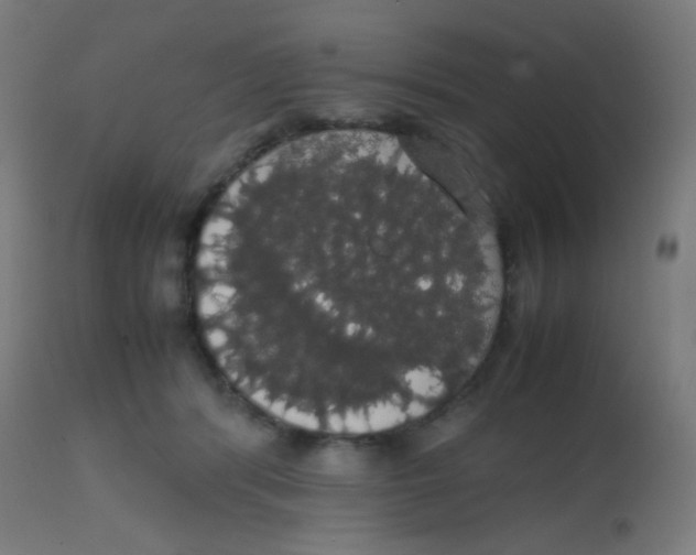 X0000113850416200910221423