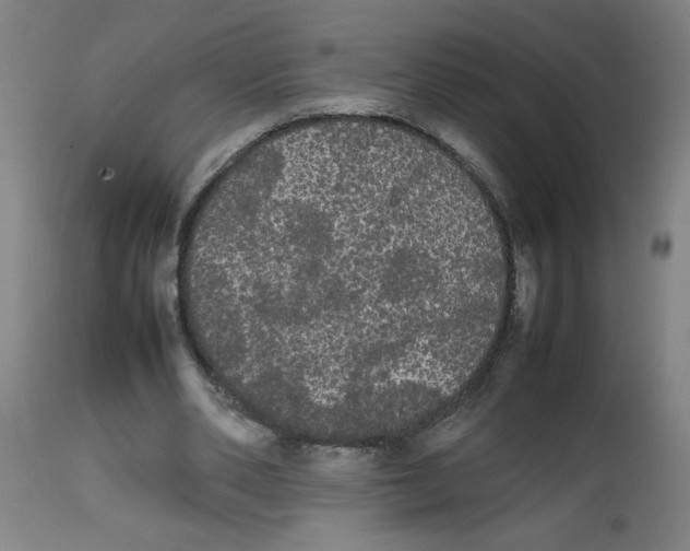 X0000113850486200910221422