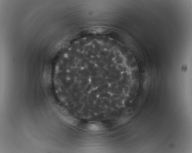 X0000113850510200910221422