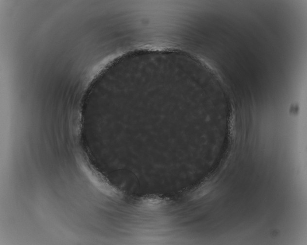 X0000113850540200910221421