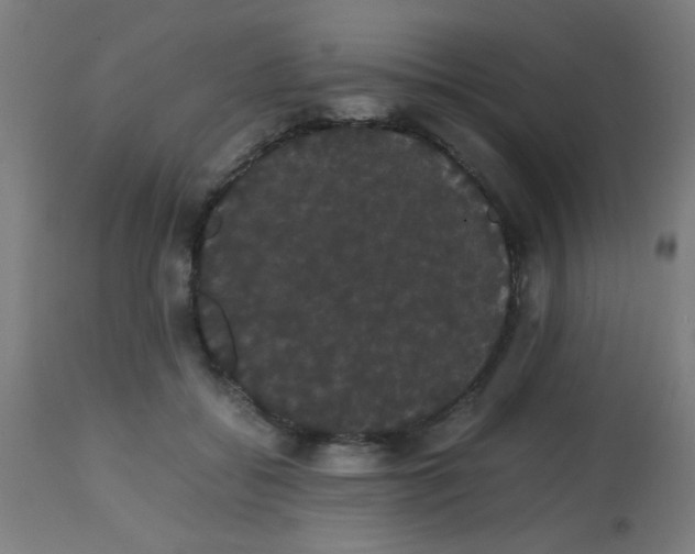 X0000113850556200910221421