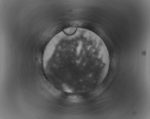 X0000113850561200910221421