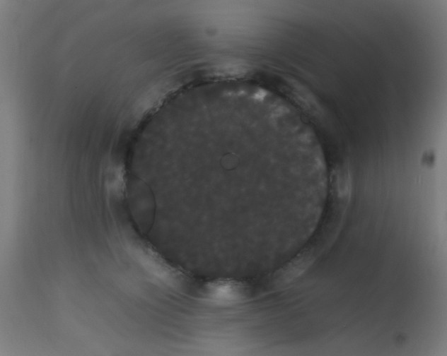 X0000113850564200910221421