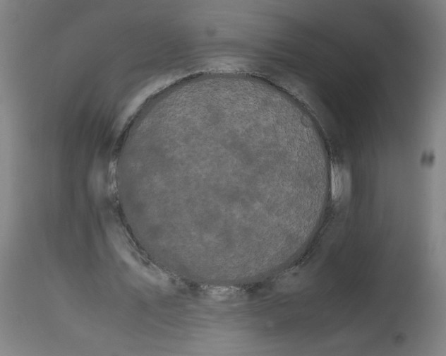 X0000113850579200910221421