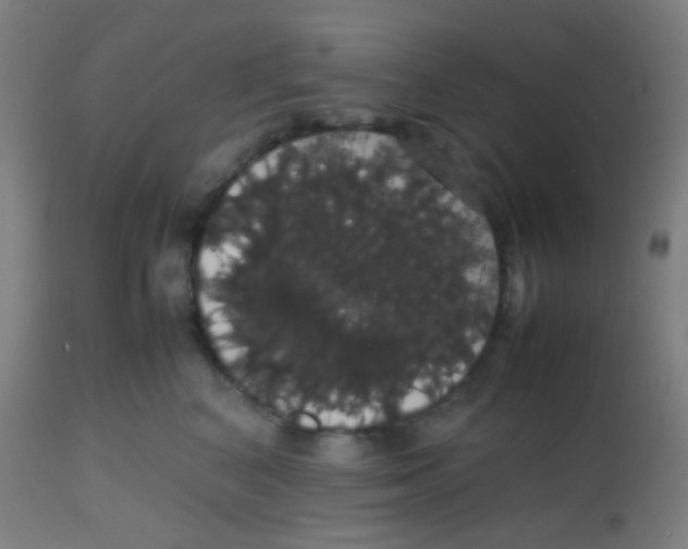 X0000113850616200910221420